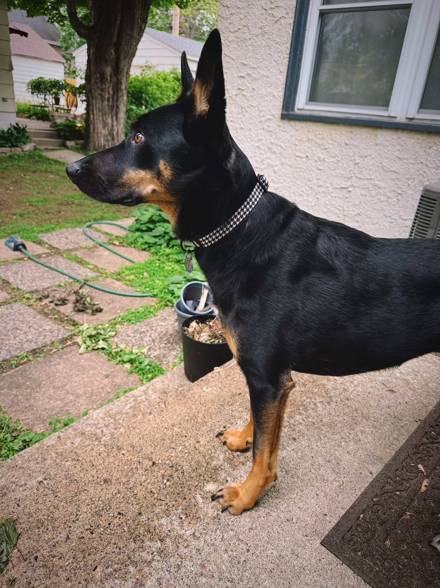Dog Collar - Limited Edition Houndstooth