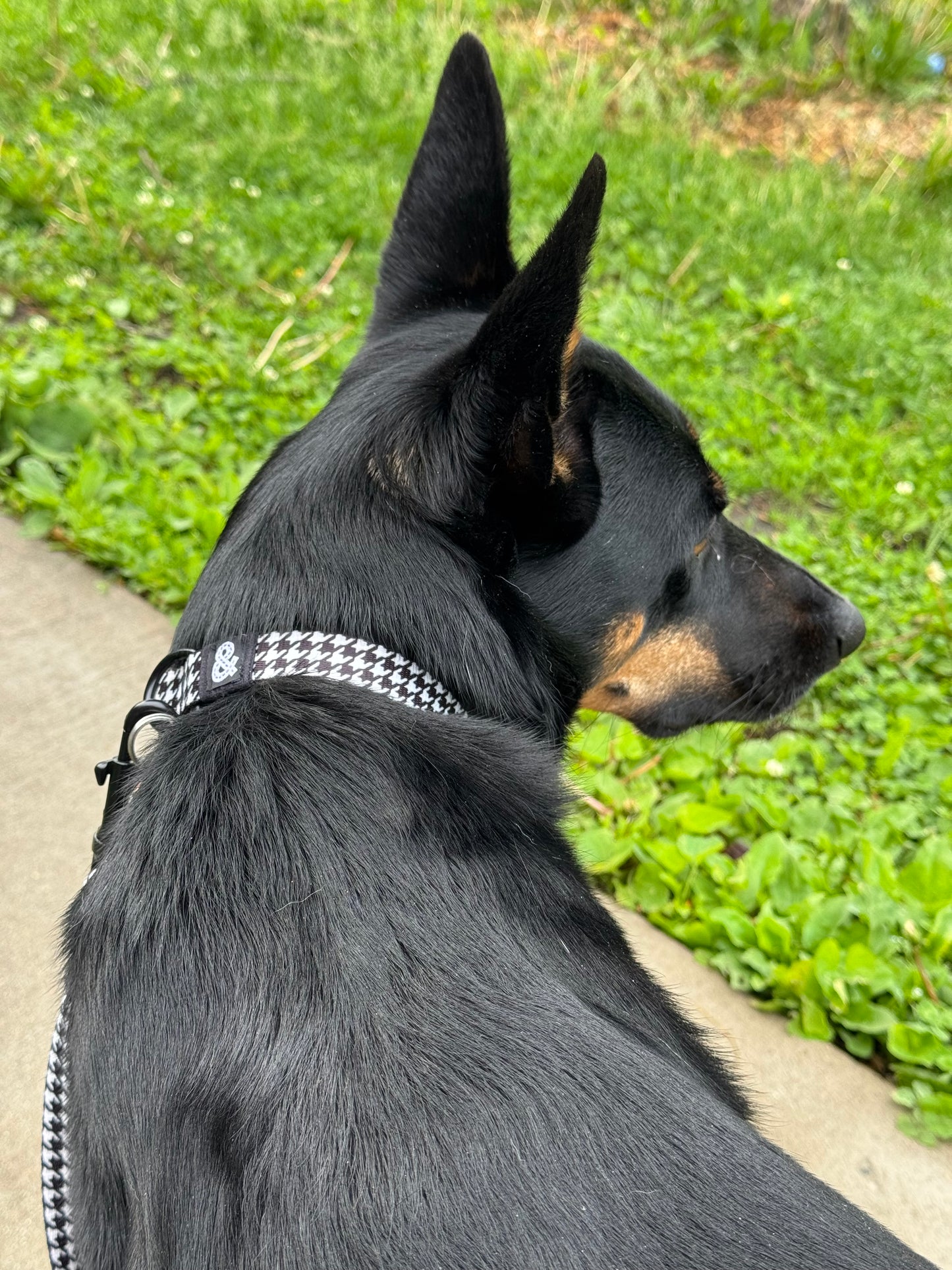 Dog Collar - Limited Edition Houndstooth