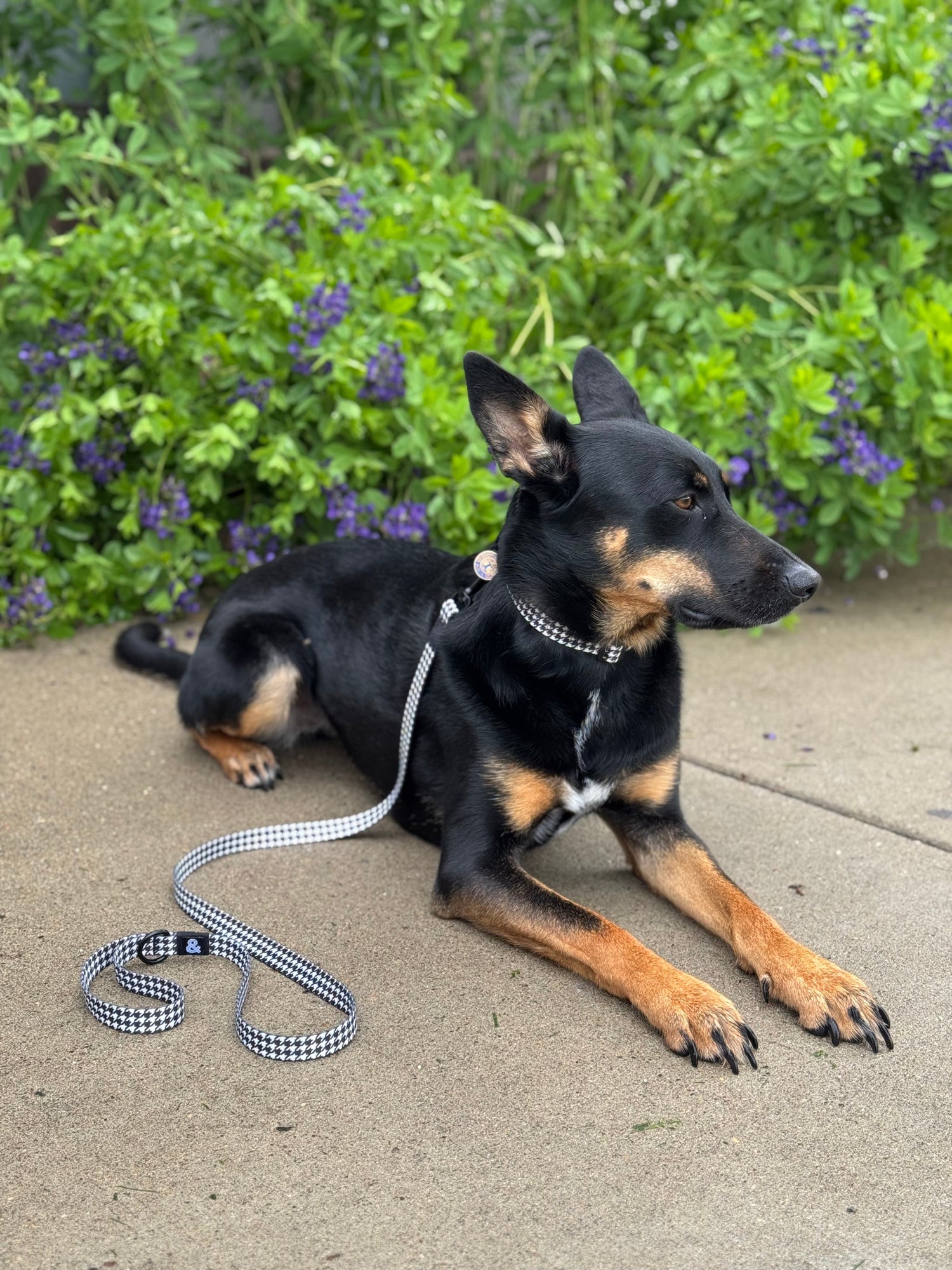 Dog Accessories