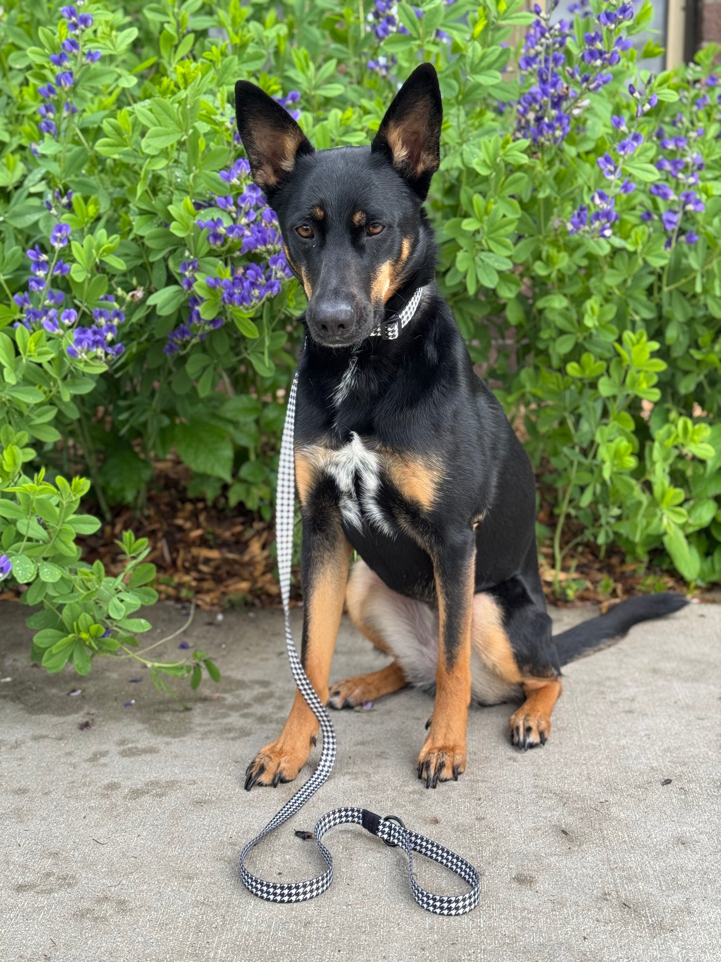 Dog Leash - Limited Edition Houndstooth
